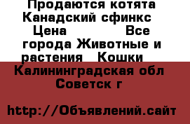 Продаются котята Канадский сфинкс › Цена ­ 15 000 - Все города Животные и растения » Кошки   . Калининградская обл.,Советск г.